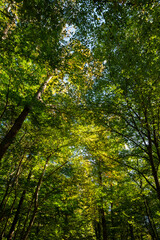 Lush forest vertical background photo. Carbon neutrality concept