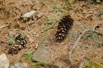 cones on a branch