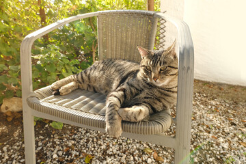 beautiful grey striped cat whiskas color lies in cozy wicker chair in sunny garden, basks in sun,...