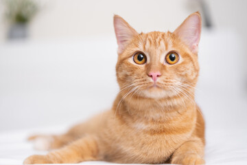 Fototapeta na wymiar A cute ginger cat lies in a white bed. A pet in a cozy bedroom