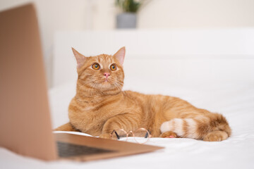 A cute ginger cat lies in bed with his laptop. The pet with the glasses works remotely like a human.