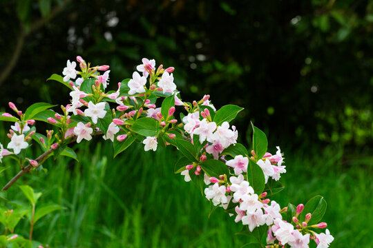 pink Weigela florida flowers Caprifoliaceae in spring © Anna