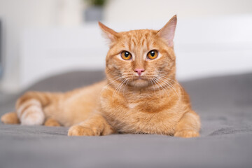 Fototapeta premium A cute ginger cat is lying on a gray plaid in the bedroom. The concept of pets in a cozy home