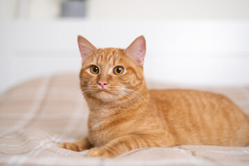 Cute ginger cat lying on orange plaid in the bedroom. The concept of pets in a cozy home