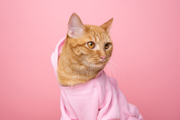Cute red cat in a pink sweater and sunglasses sitting on a pink background. Funny cat in clothes.
