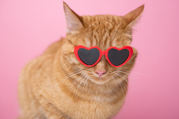 Cute red cat with red heart-shaped sunglasses sits on a pink background. Postcard with cat with space for text. Concept Valentine's Day, wedding, women's day, birthday