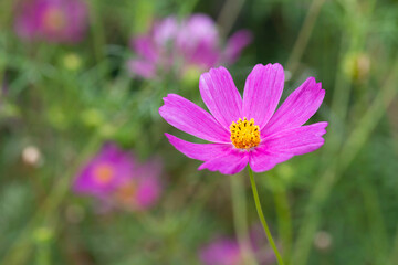 Fototapeta premium Beautiful purple Cosmos flower in the garden. Violet flowers pictures. Cosmos bipinnatus, commonly called the garden cosmos