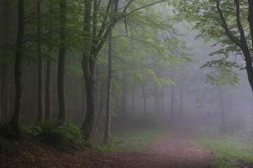 Mystical fog at the beginning  of the route on Corno alle Scale in the Bolognese Appenines of Italy in the middle of the month of May.