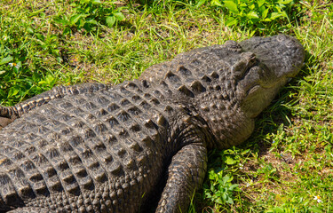 Beautiful specimen of baby aligator in the Florida Everglades in the United States