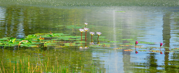 Nice view of a small pond in a park in Florida, USA