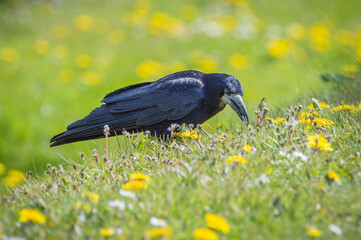 Rook feeding in a field of dandelions