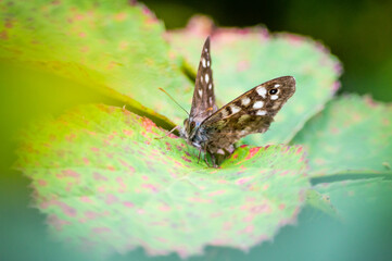Speckled Wood butterfly on a red and green leaf
