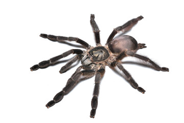 Closeup of a female of the Purple tree spider Tapinauchenius plumipes, a common pet tarantula originating from Guyana, Suriname, French Guiana and Brazil photographed on white background.