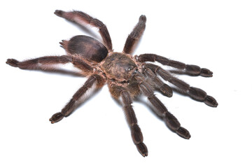 Closeup of a female of the Caribbean tree spider Tapinauchenius polybotes, a common pet tarantula...
