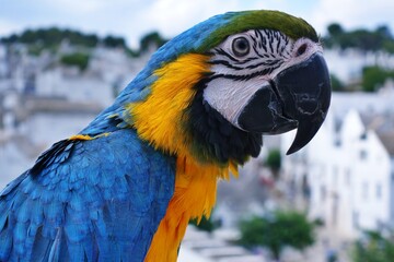Portrait of a Blue Yellow Macaw Parrot