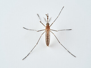 Animal. Insect. Mosquito Culiseta longiareolata  