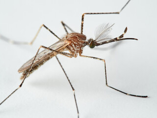 Animal. Insect. Mosquito Culiseta longiareolata  
