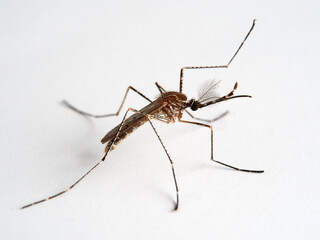 Animal. Insect. Mosquito Culiseta longiareolata  