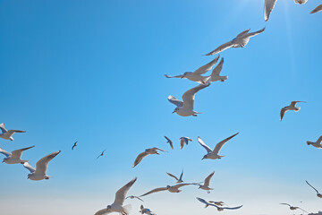 Seagulls gracefully soaring in the air over the sea coast, sea waves in the rays of the sun