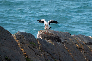 stork nesting on cliffs with sea in the background