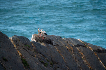 Fototapeta premium stork nesting on cliffs with sea in the background