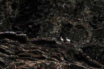 stork nesting on cliffs with sea in the background