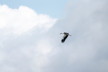 Flying stork minimal photograph in the sky with clouds in the background