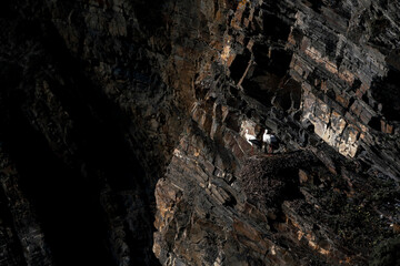 stork nesting on cliffs with sea in the background