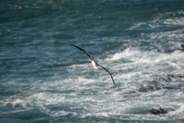 flying bird over sea