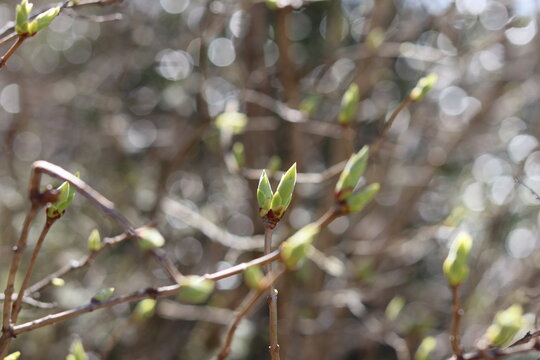 Bourgeons de lilas, printemps en Corr&egrave;ze, France
