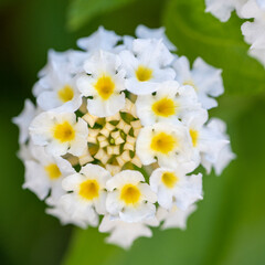 Beautiful white flowers on a green background. Macro photography. Blurred background.
