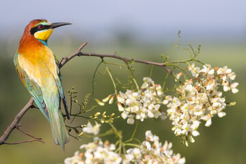 beautiful colored bird on a flowering branch