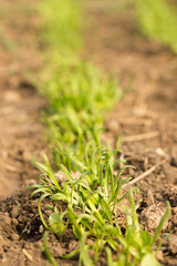 Small sprouts of fresh greenery on the beds of a sunny day