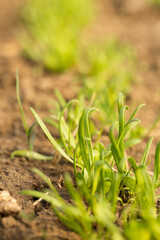 Small sprouts of fresh greenery on the beds