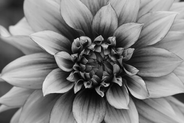 Black and white Dahlia.