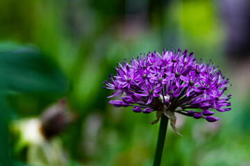 Allium in bloom.