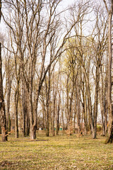 A leafless park in early spring