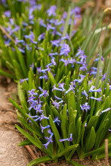 Fototapeta premium hyacinths in the garden in spring