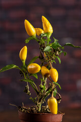 Yellow peppers, beautiful yellow peppers on the stem, dark background, selective focus.
