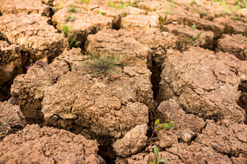 Dry and cracked ground with sparse vegetation