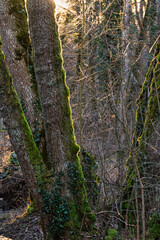lumière du soleil dans la forêt en hiver