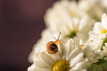 Snail and flowers, small snail on beautiful white and yellow flowers seen by a macro lens, selective focus.