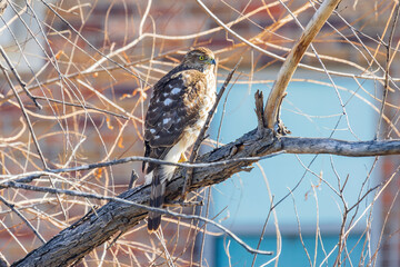 Close up shot of Red-tailed hawk