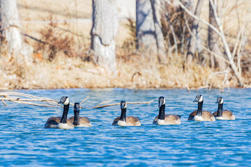 Close up shot of many Canada geese swimming in the pond