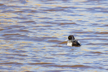 Close up shot of Greater scaup swimming