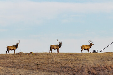 Naklejka na ściany i meble Close up shot of many elks in Wichita Mountains Wildlife Refuge