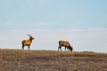 Naklejka na ściany i meble Close up shot of many elks in Wichita Mountains Wildlife Refuge