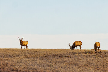 Close up shot of many elks in Wichita Mountains Wildlife Refuge
