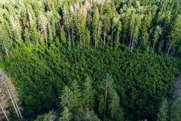 Fototapeta premium Forest clearance overgrown with young trees from the air