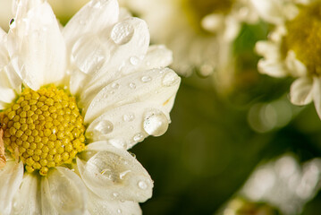 Beautiful flowers, beautiful white and yellow flowers from Brazil, dark background, selective focus.